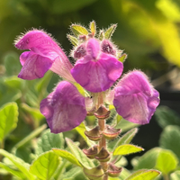 Scutellaria pontica